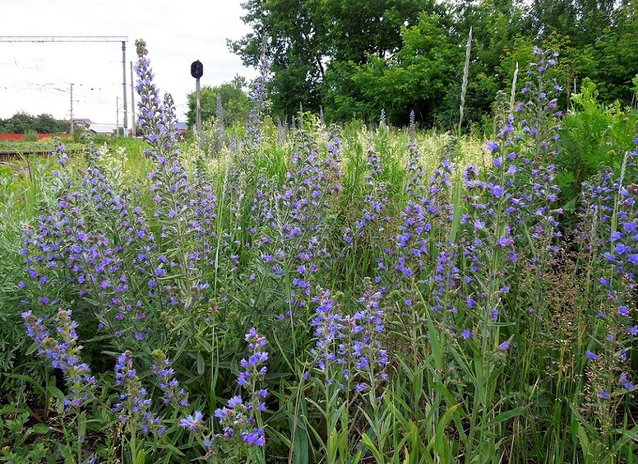 Изображение особи Echium vulgare.