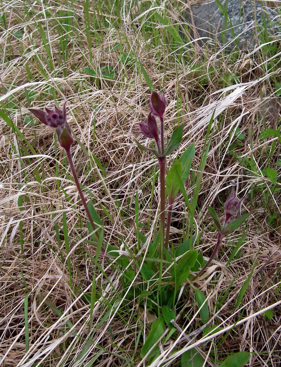 Image of Melandrium lapponicum specimen.