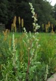 Chenopodium album