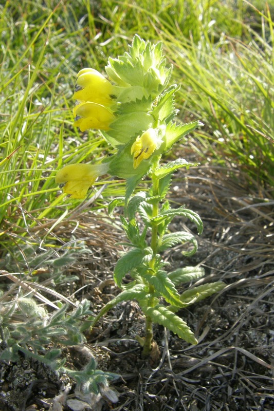 Image of Rhinanthus vassilczenkoi specimen.