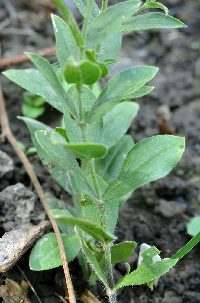 Image of Silene ferganica specimen.