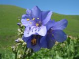 Polemonium caucasicum