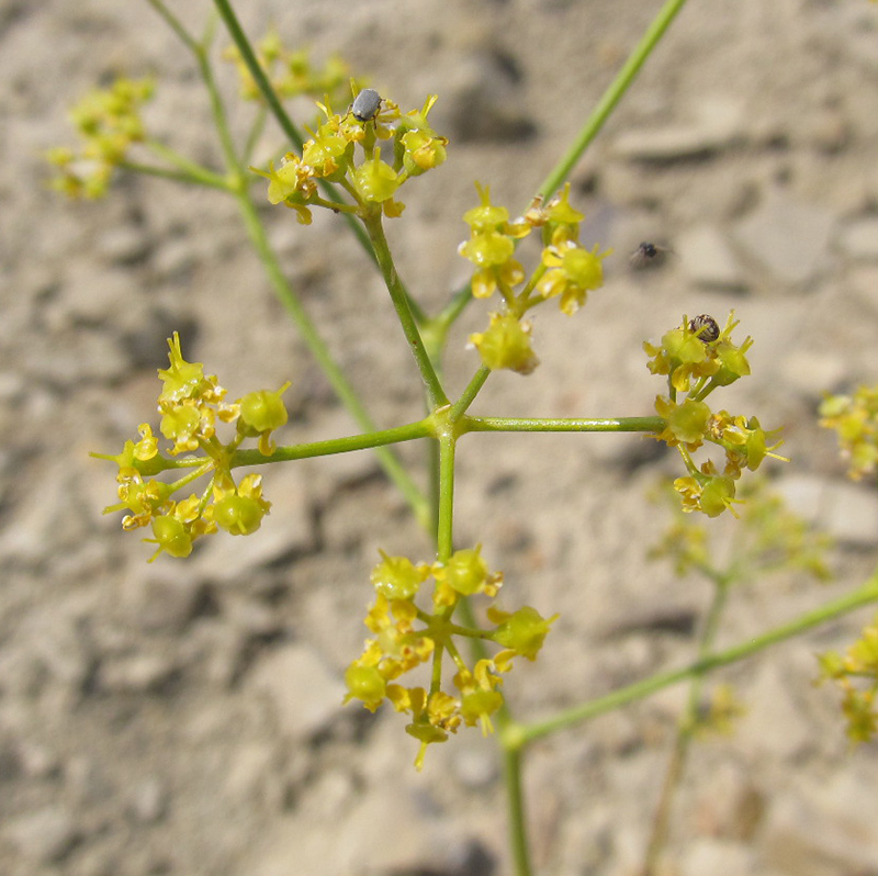 Image of Ferula caspica specimen.