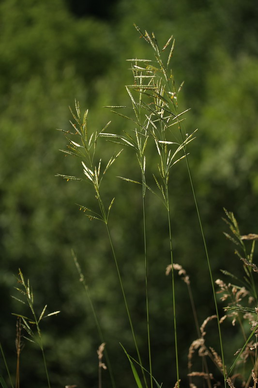 Image of Bromopsis inermis specimen.