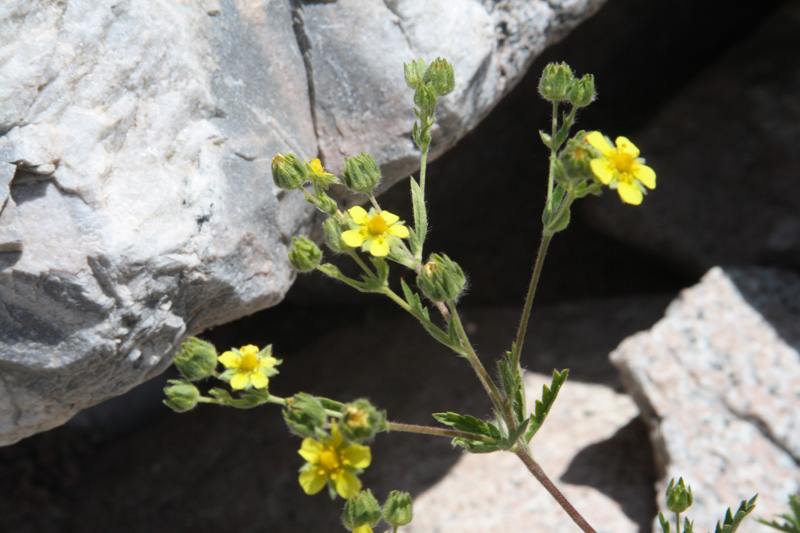 Image of Potentilla tschimganica specimen.