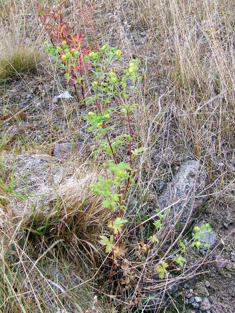 Image of Potentilla heidenreichii specimen.