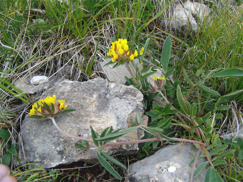 Image of Anthyllis lachnophora specimen.