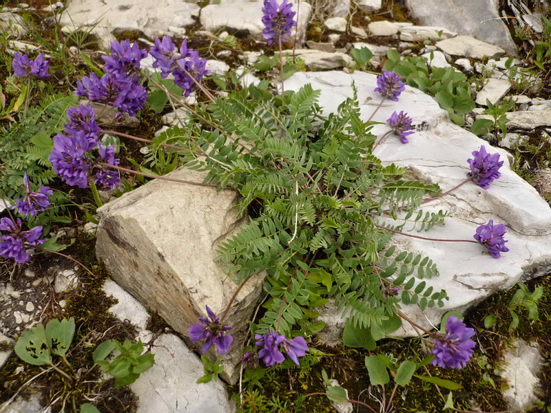 Изображение особи Oxytropis lazica.