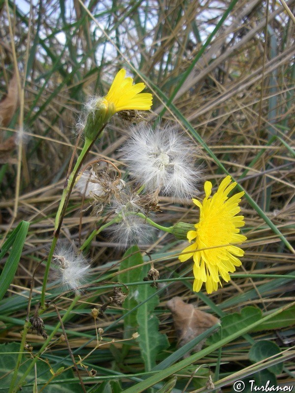 Image of Sonchus arvensis ssp. uliginosus specimen.