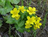 Caltha palustris