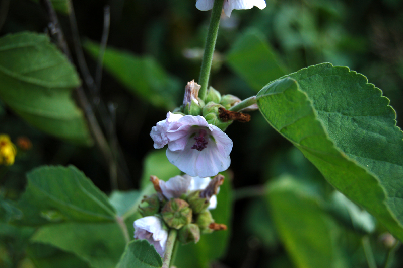 Image of Althaea officinalis specimen.