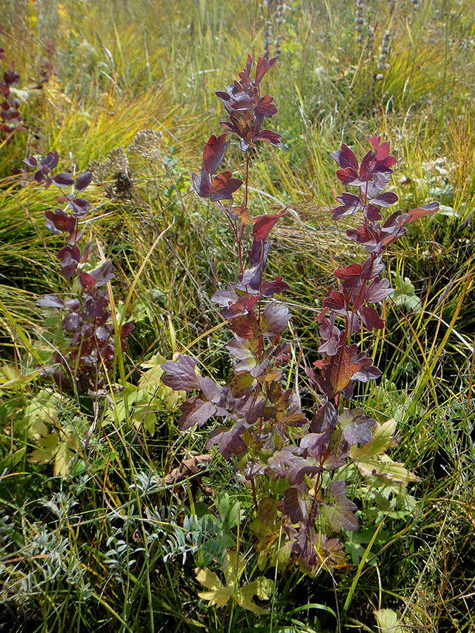 Image of genus Thalictrum specimen.