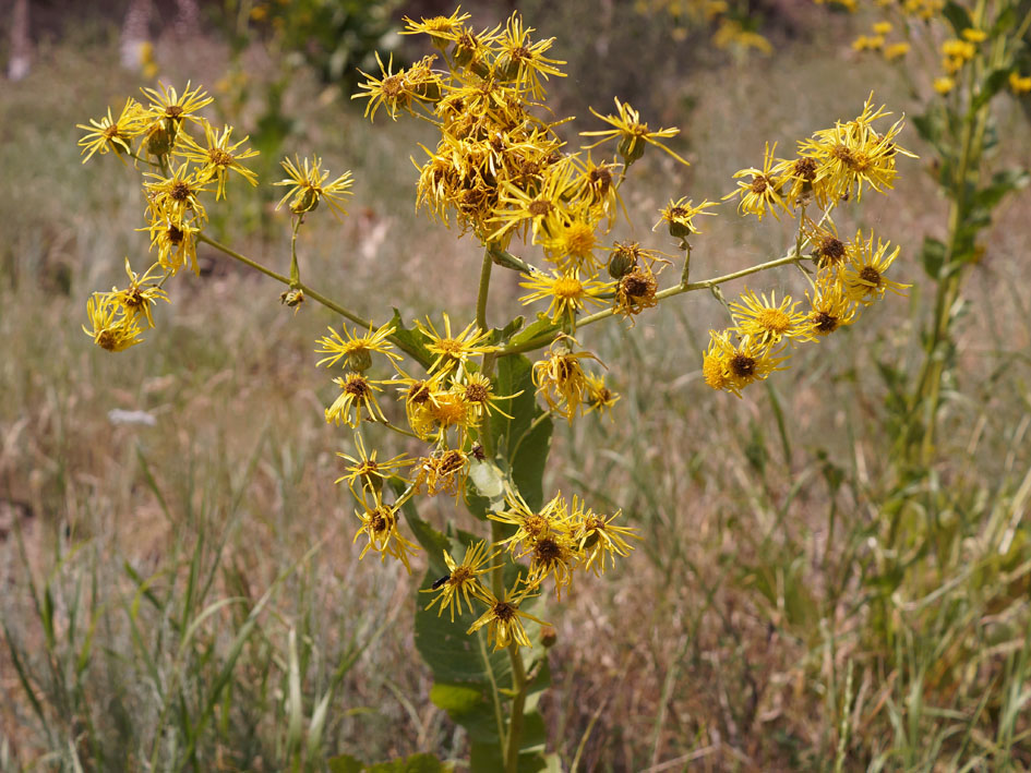 Изображение особи Inula macrophylla.