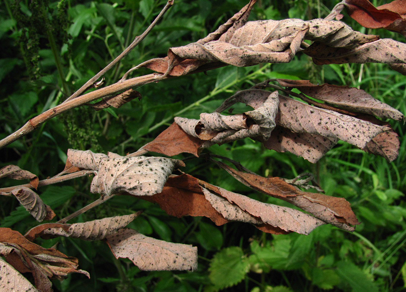 Image of Salix cinerea specimen.