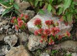 Sedum tenellum. Цветущие растения. Краснодарский край, хр. Аибга, ≈ 2400 м н.у.м, среди камней. 02.07.2015.