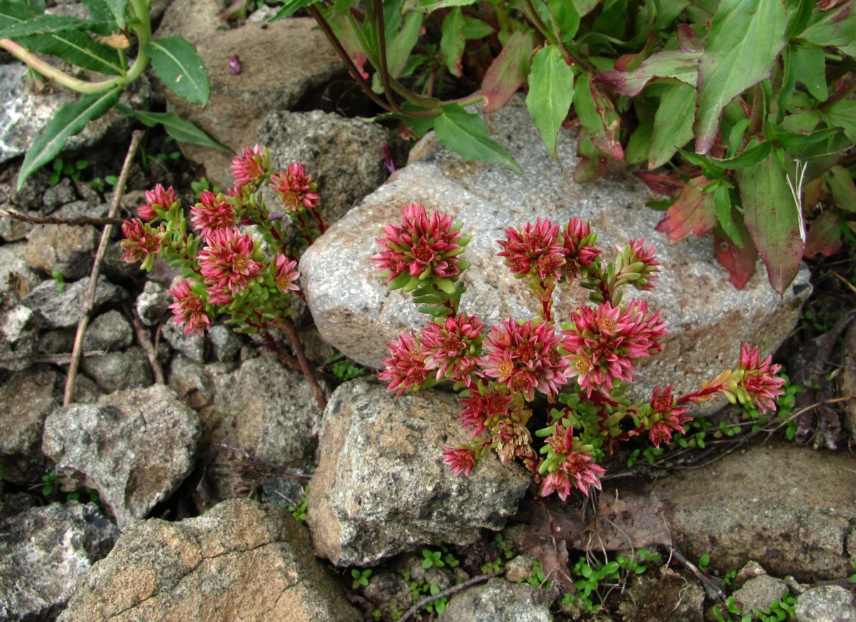 Изображение особи Sedum tenellum.