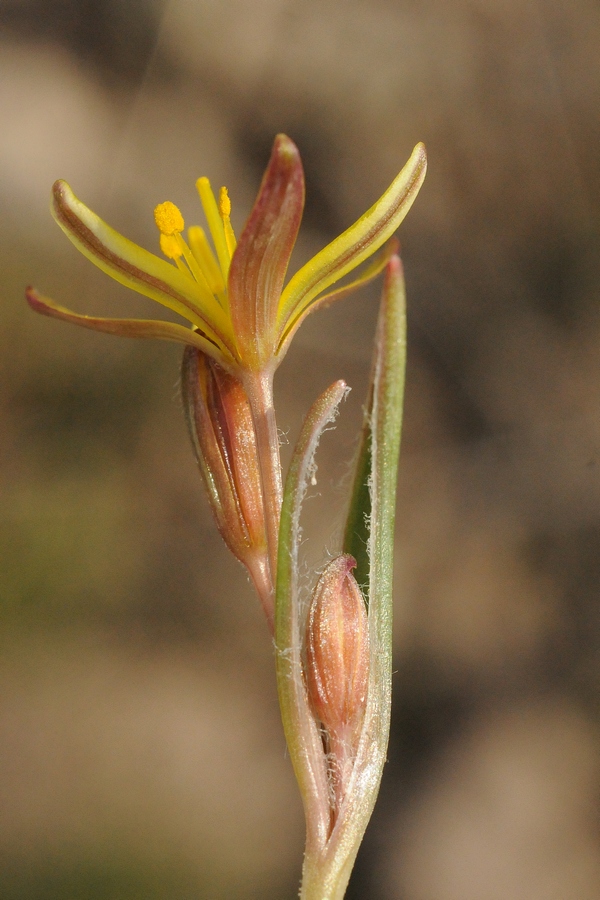 Image of Gagea pusilla specimen.