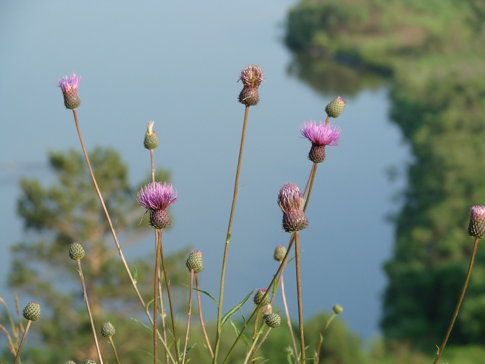 Изображение особи Cirsium serratuloides.