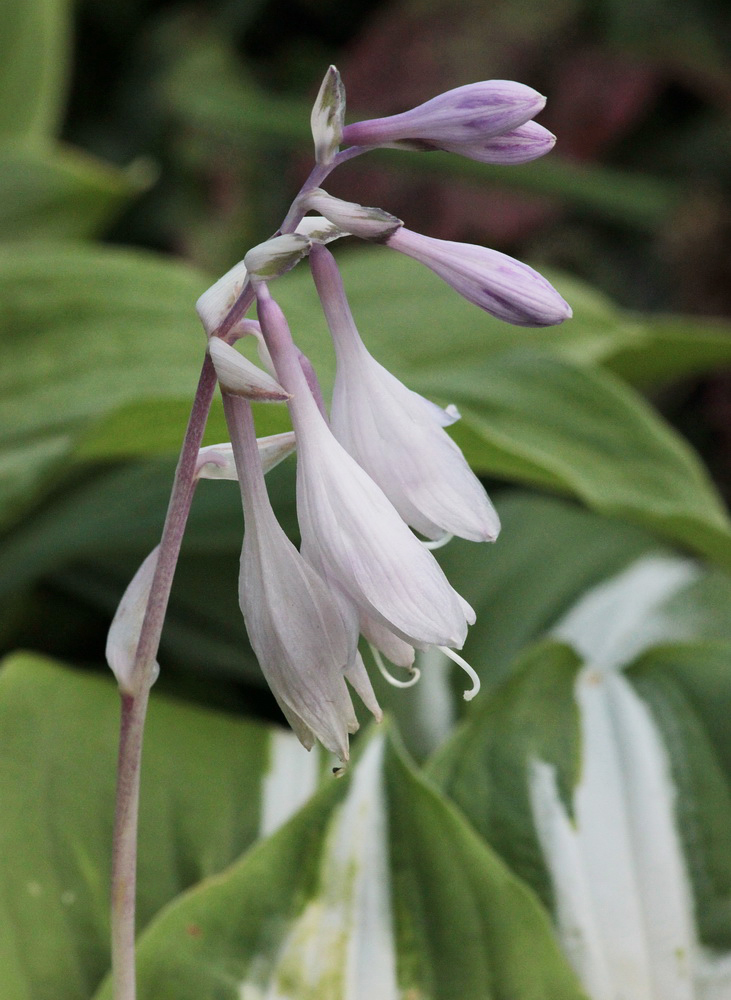 Image of Hosta fortunei specimen.