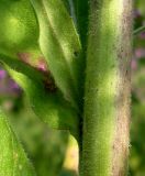 Hesperis pycnotricha