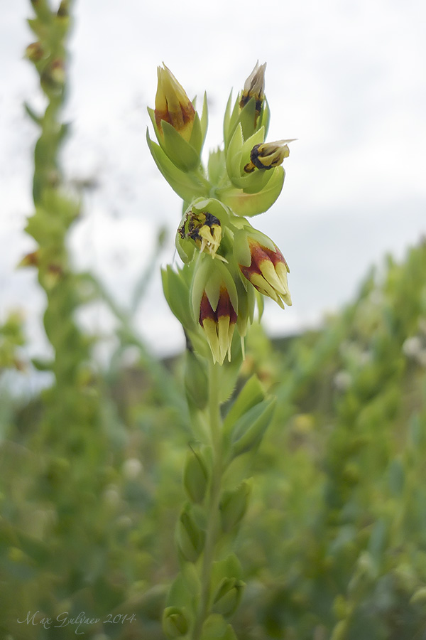 Изображение особи Cerinthe minor.