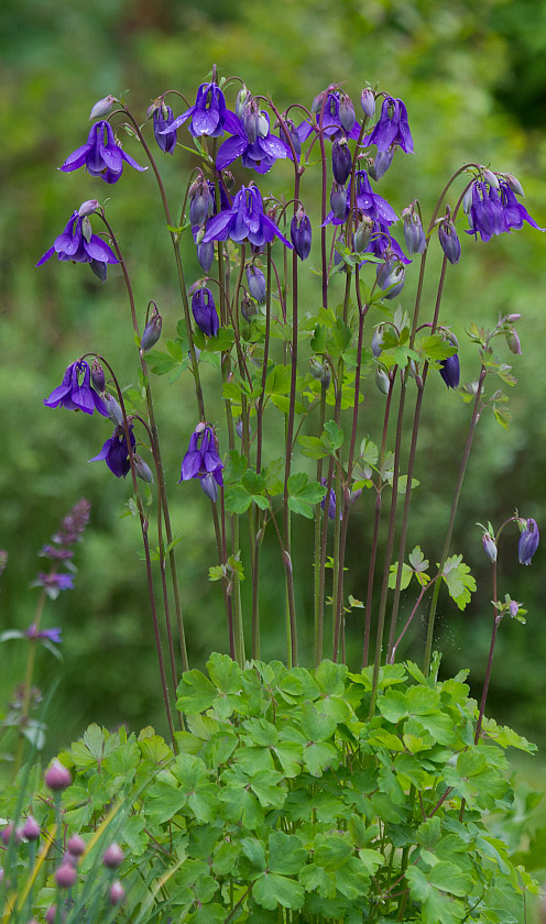 Image of Aquilegia sibirica specimen.