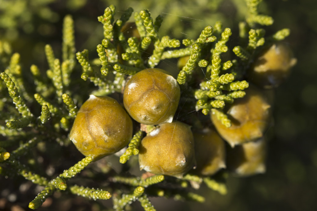 Изображение особи Juniperus phoenicea.