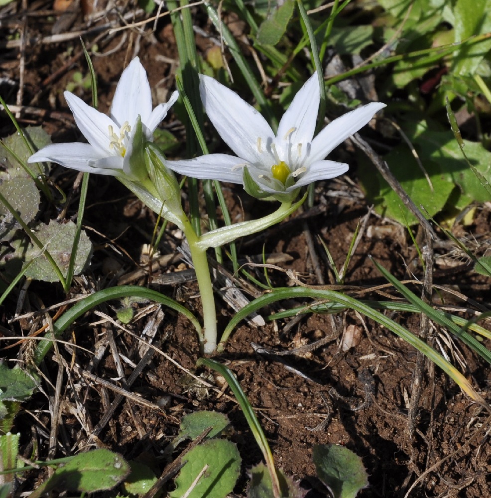 Image of genus Ornithogalum specimen.