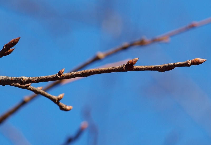 Image of Ulmus laevis specimen.