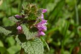 Lamium purpureum. Верхушка цветущего растения. Республика Адыгея, г. Майкоп, лужайка во дворе дома. 27.02.2016.