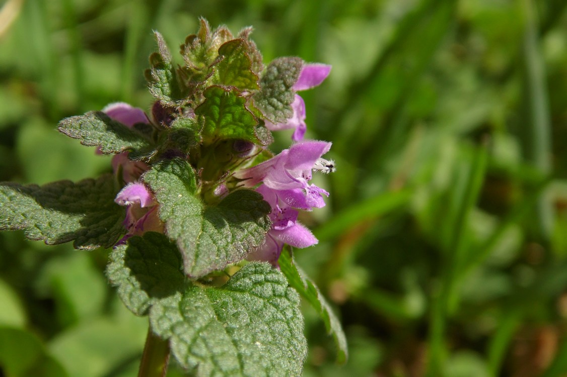 Image of Lamium purpureum specimen.