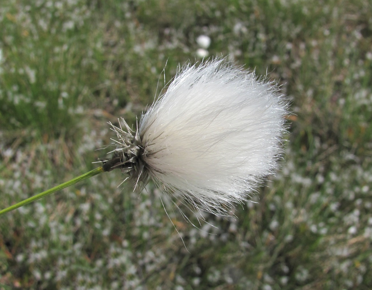 Image of Eriophorum vaginatum specimen.