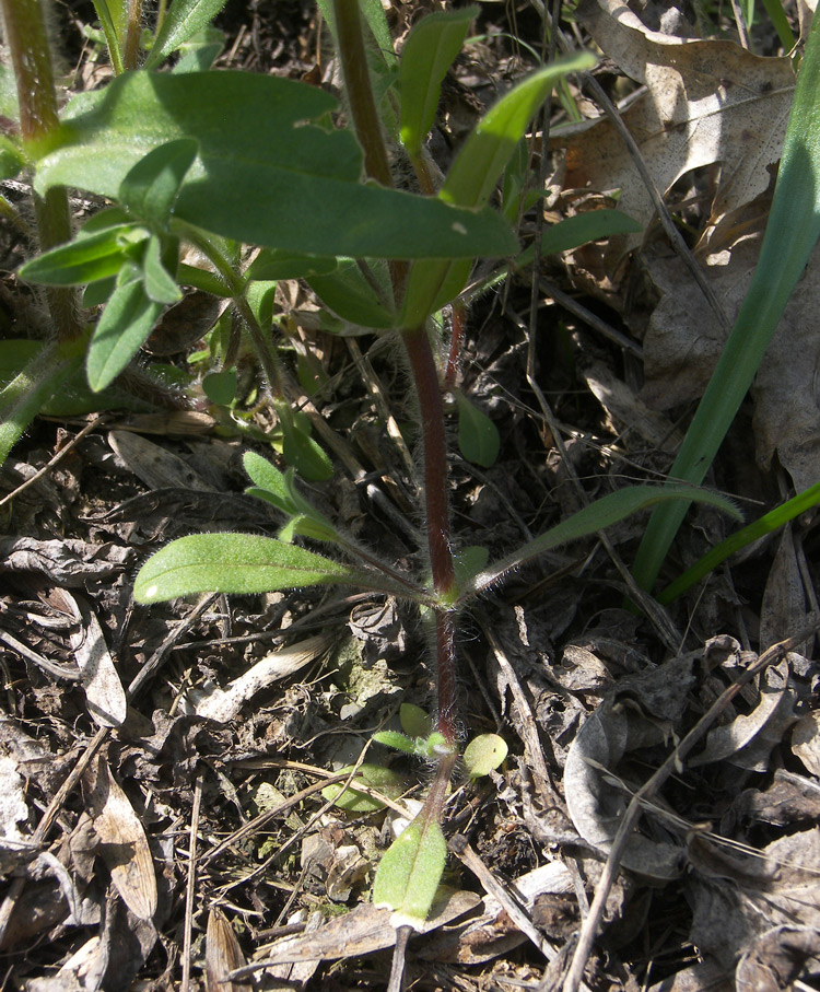 Image of Cerastium nemorale specimen.