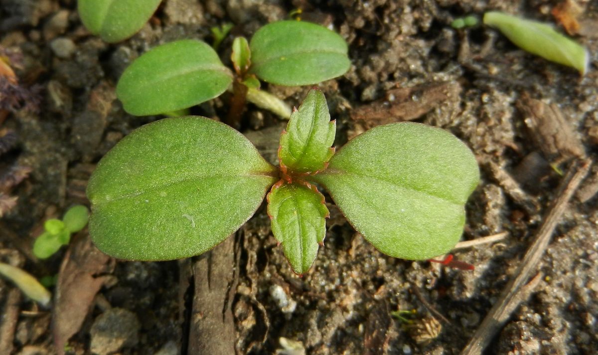 Image of Impatiens parviflora specimen.