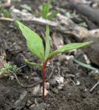 Persicaria orientalis