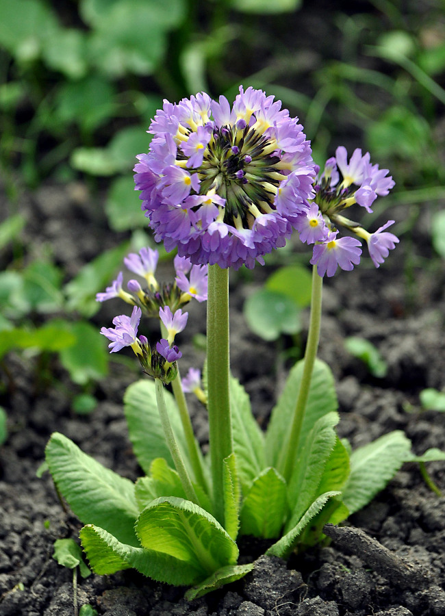 Image of Primula denticulata specimen.