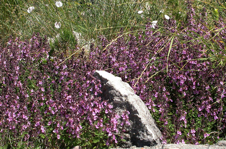 Изображение особи Teucrium chamaedrys.