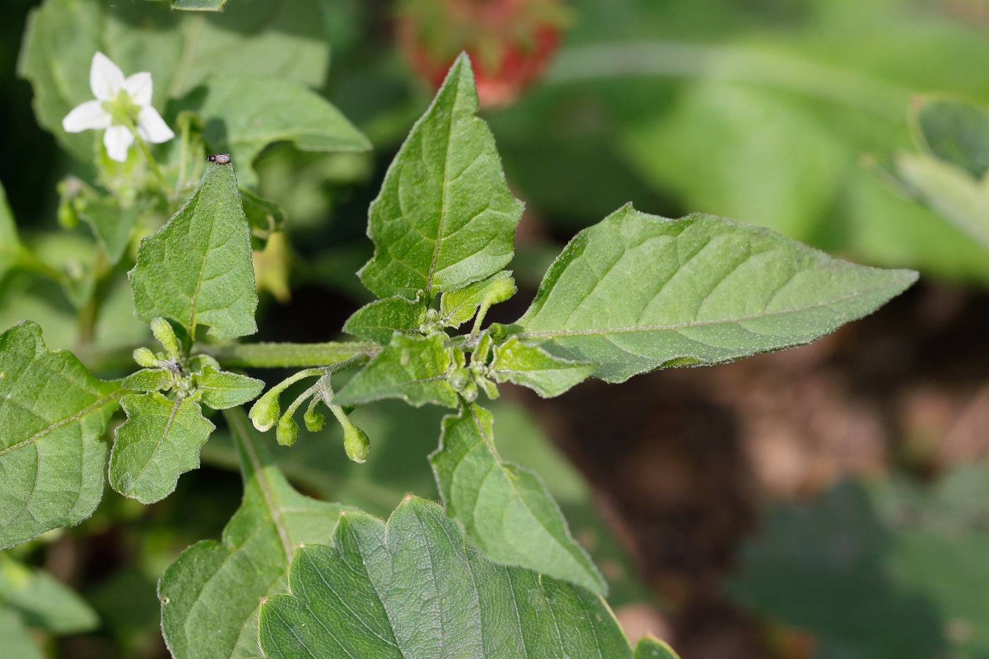 Изображение особи Solanum nigrum.