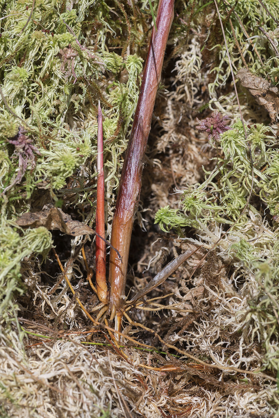 Image of Carex rostrata specimen.