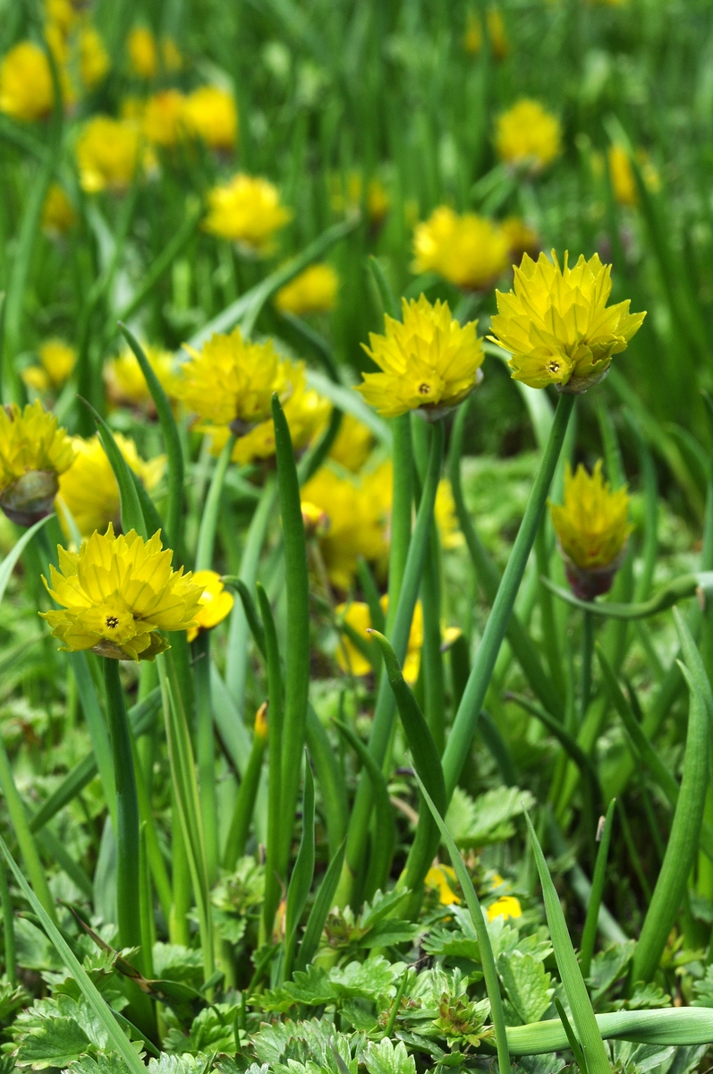 Изображение особи Allium fedtschenkoanum.