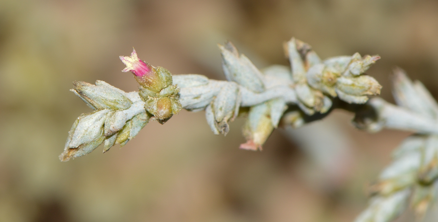 Image of Noaea mucronata specimen.