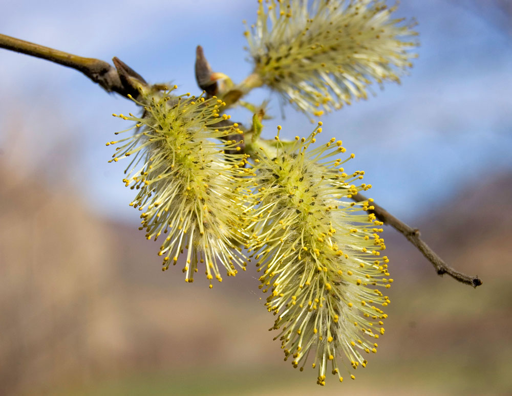 Image of genus Salix specimen.