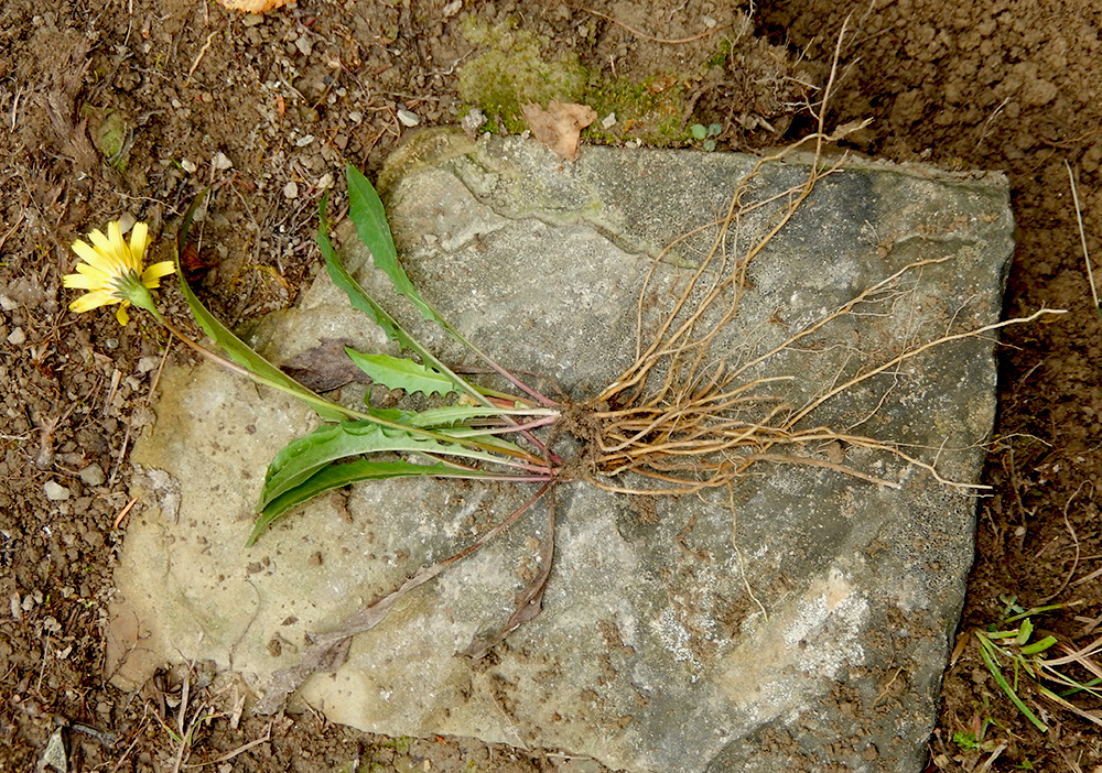 Изображение особи Leontodon hispidus ssp. hastilis.