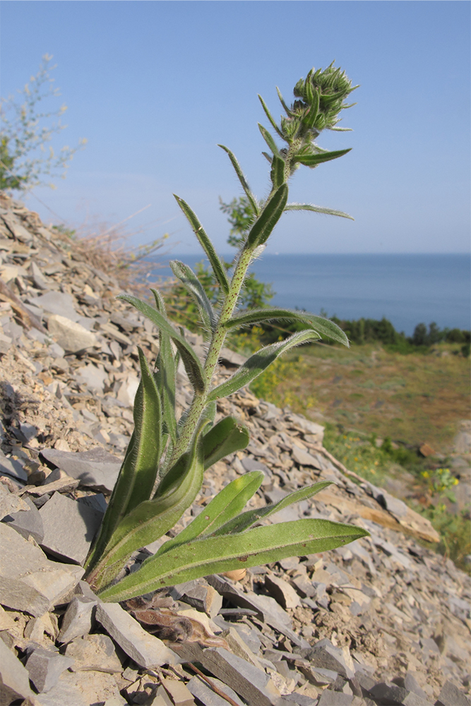 Image of Echium vulgare specimen.