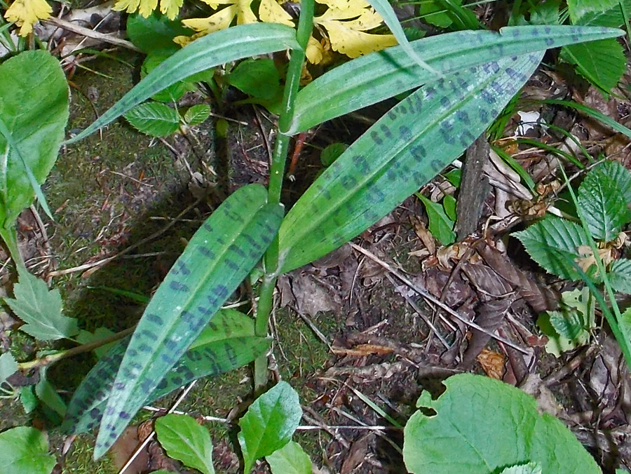 Image of Dactylorhiza urvilleana specimen.