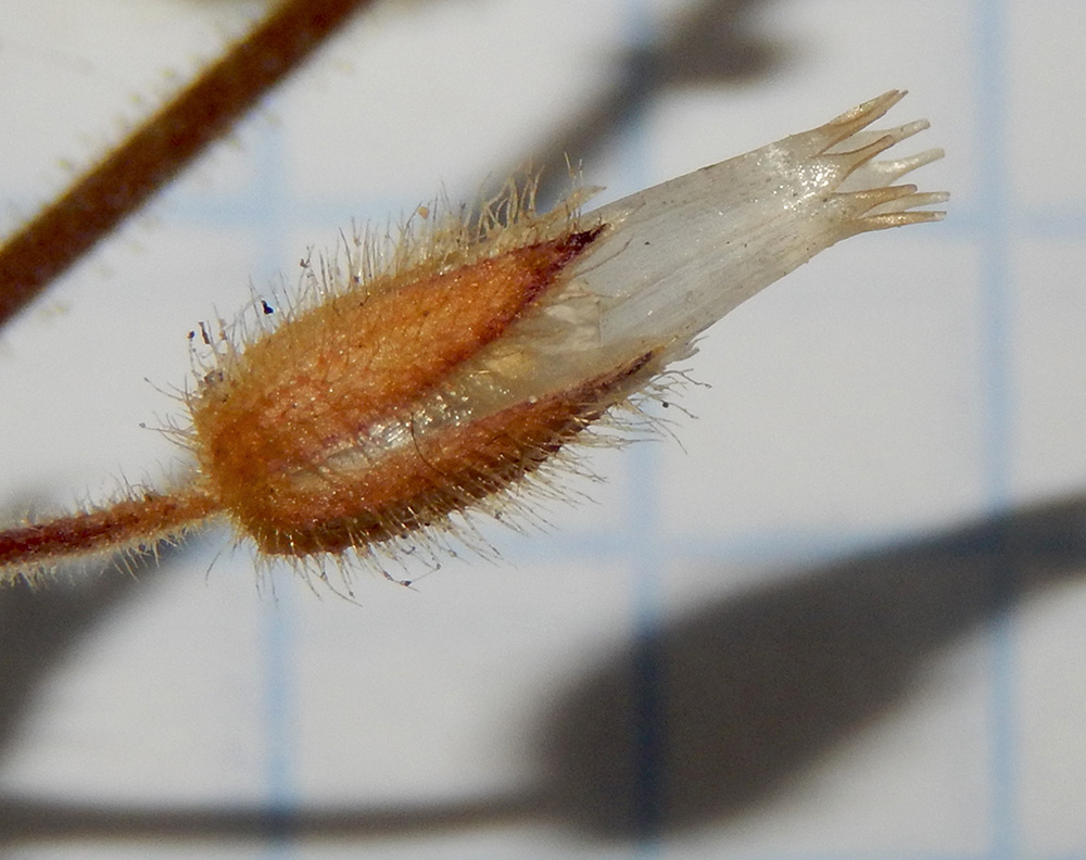 Image of Cerastium pumilum specimen.