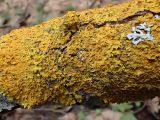 Xanthoria parietina. Талломы с апотециями в сообществе с Physcia stellaris на коре упавшего дерева. Московская обл., г. Дубна, лесопарк. 22.04.2017.