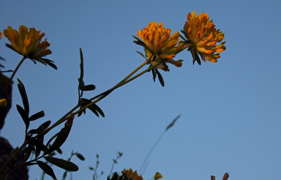 Image of Anthyllis lachnophora specimen.