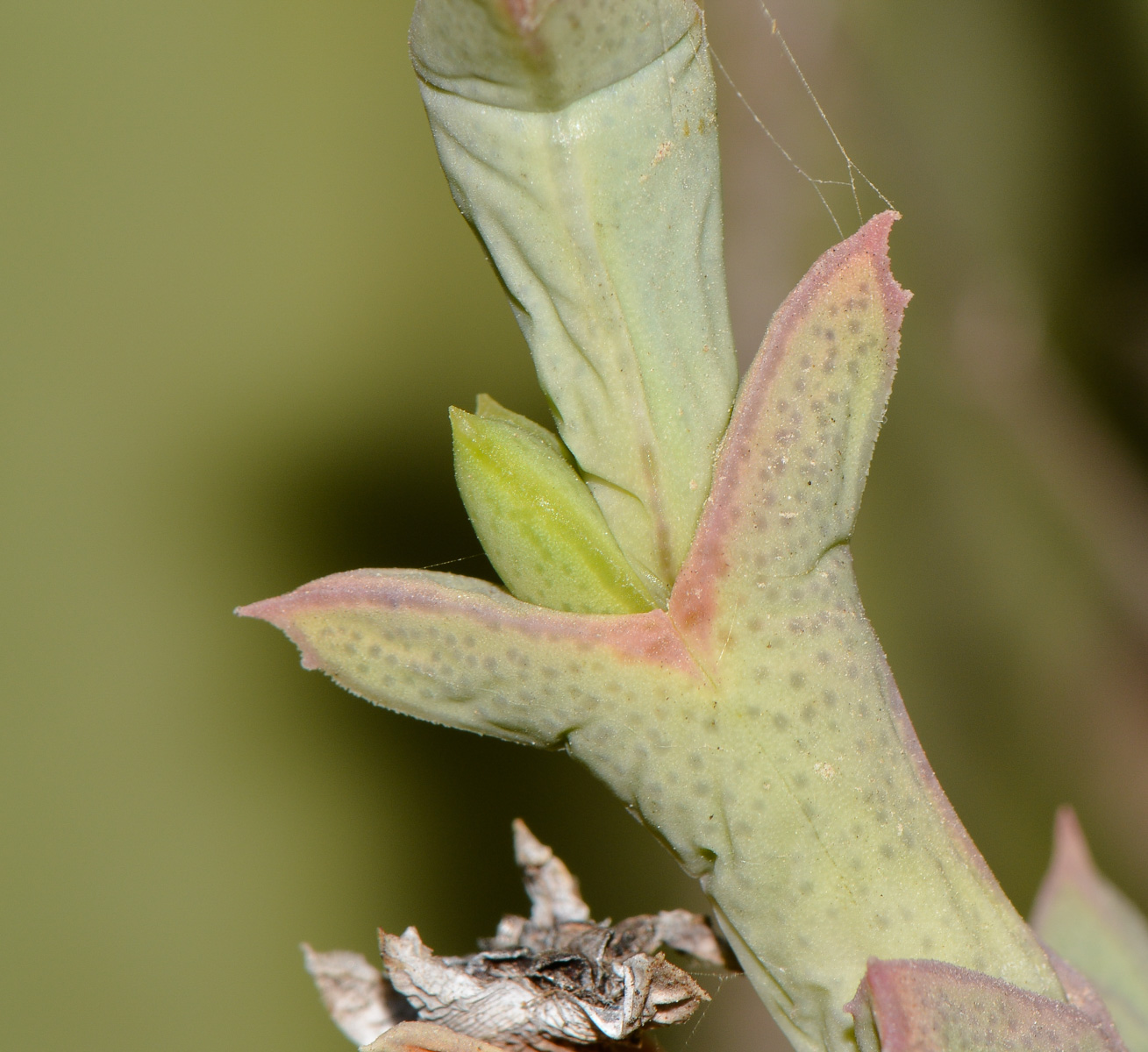 Изображение особи Ruschia perfoliata.