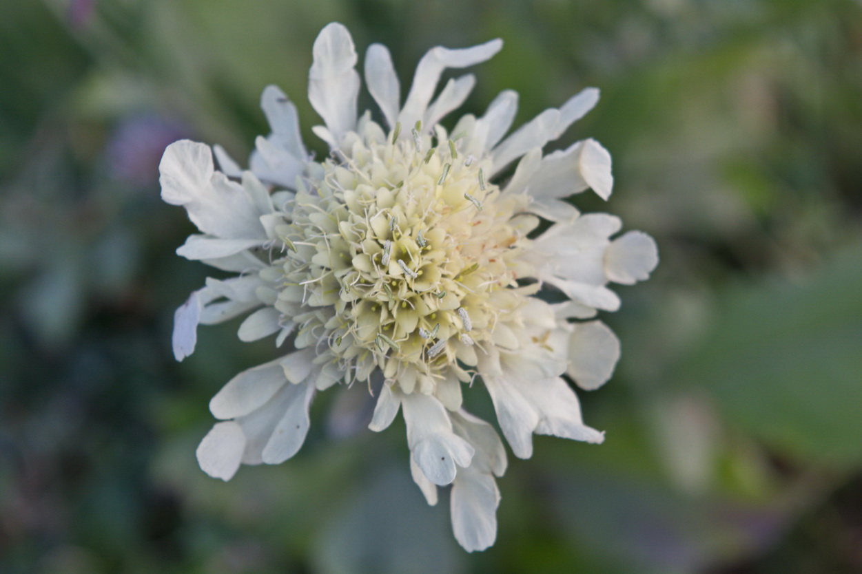 Image of Cephalaria gigantea specimen.